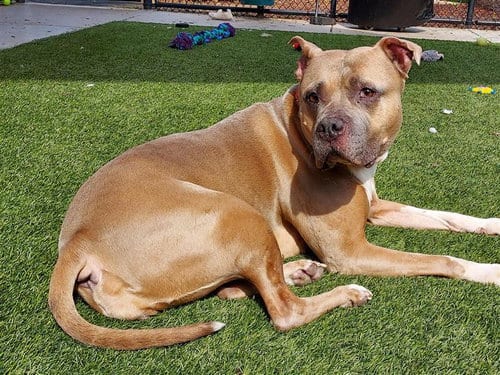 Photo of Royalty, adoptable senior American Staffordshire Terrier in Elk Grove, California