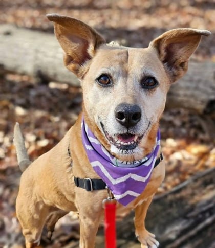 Photo of Zoey CeCe, adoptable senior Retriever, Labrador/Mix in Annapolis, Maryland