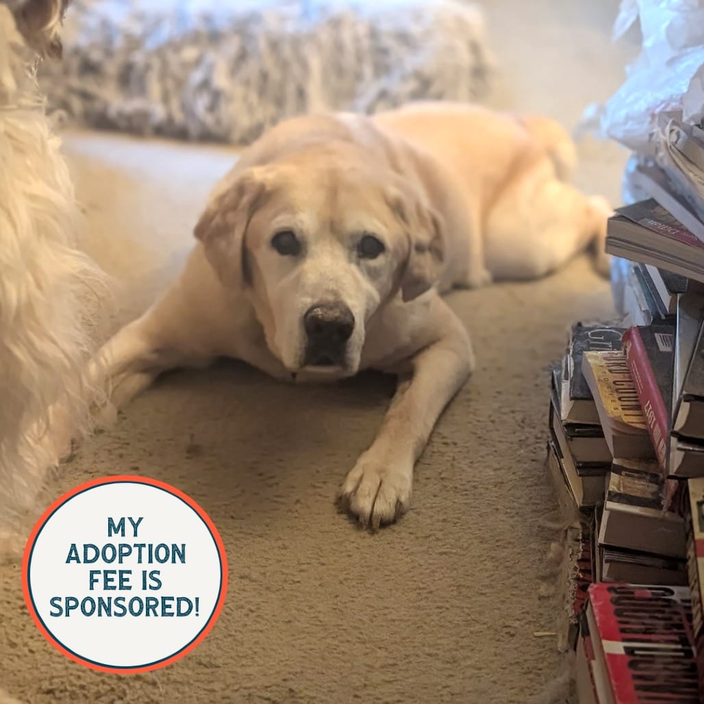 Photo of Raven - IN FOSTER, adoptable senior Retriever, Yellow Labrador in Birdsboro, Pennsylvania