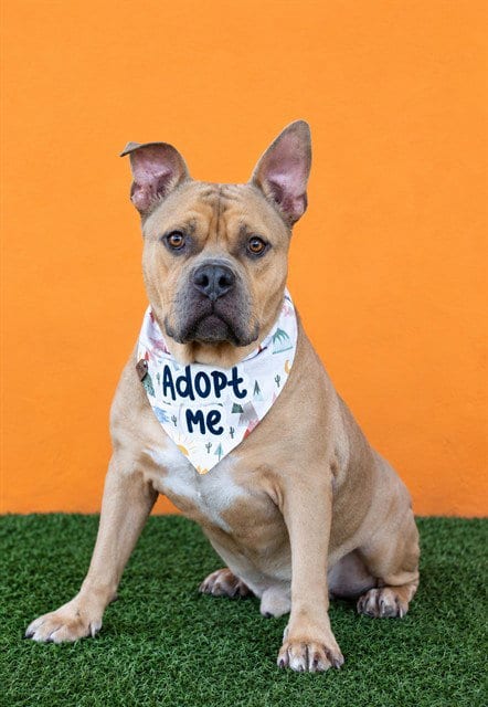 Photo of Tommy, adoptable senior Pit Bull Terrier in Miami, Florida
