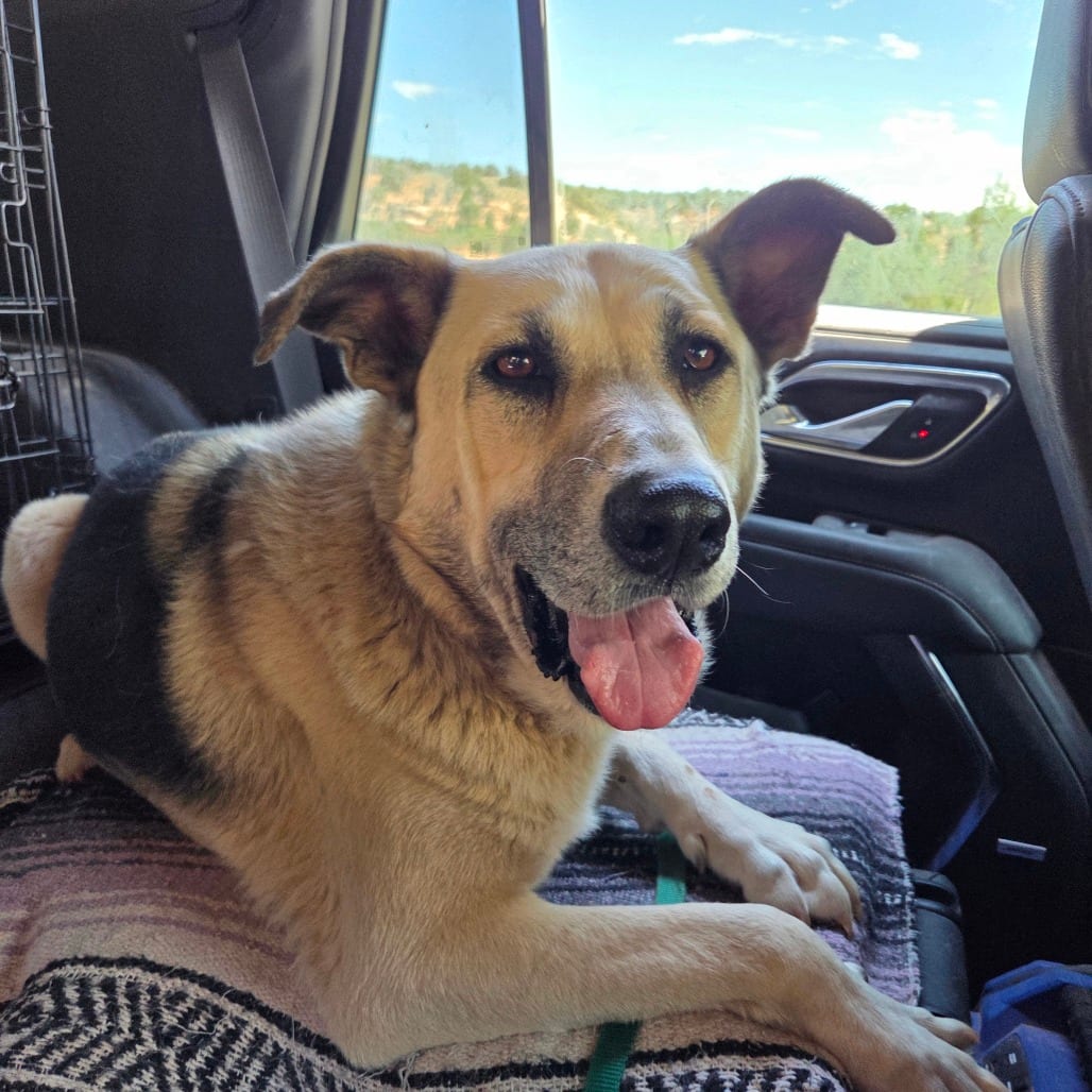 Photo of Zuko, adoptable senior Shepherd / Mix in Kanab, Utah