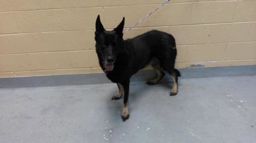 Photo of Pepper, adoptable senior German Shepherd Dog in Tulsa, Oklahoma