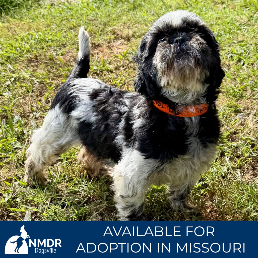 Photo of Heidi (AG26-162), adoptable senior Shih Tzu / None in Colorado Springs, Colorado