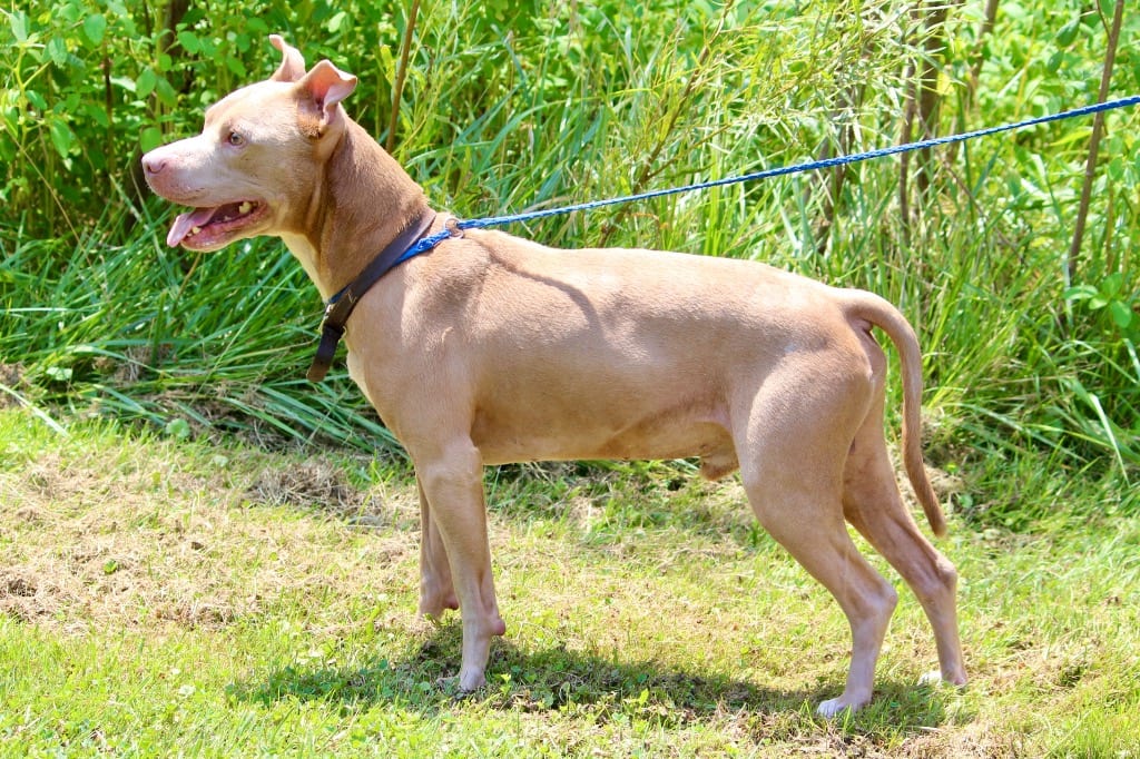 Photo of Noodle/Aries, adoptable senior Mixed Breed in Brazil, Indiana