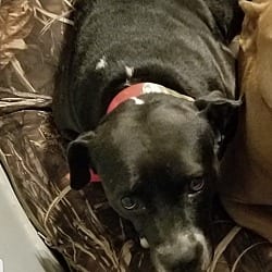 Photo of Shiloh, adoptable senior Pit Bull Terrier Boxer in Bolivia, North Carolina