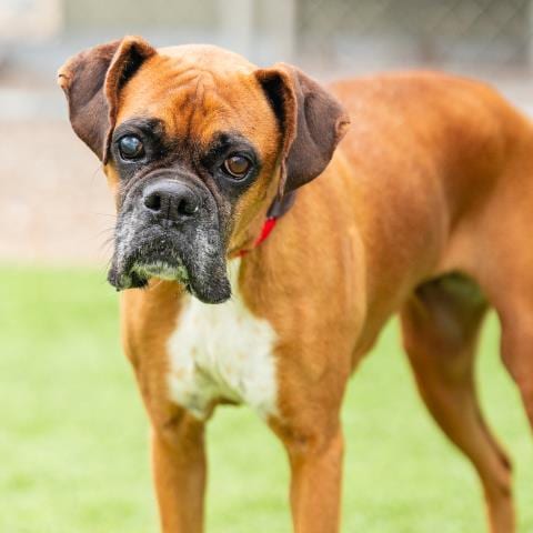 Photo of Chocolate, adoptable senior Boxer in Camarillo, California