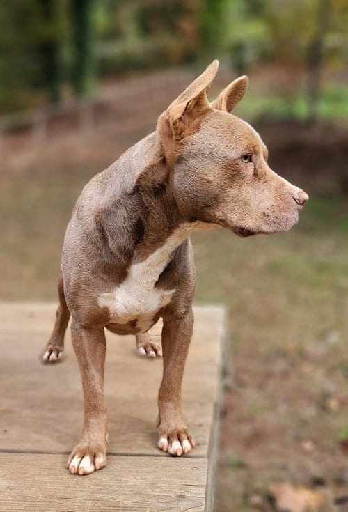 Cinder, adoptable senior Pit Bull Terrier in Greenville, SC
