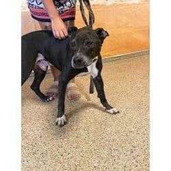 Photo of Paco, adoptable senior Terrier (Unknown Type, Medium) in Doral, Florida