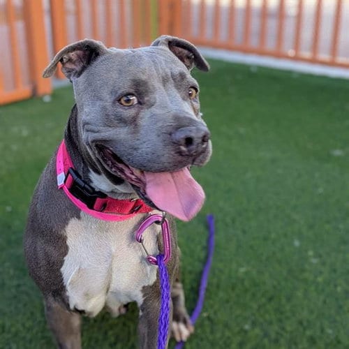 Photo of Myst, adoptable senior Pit Bull Terrier in Las Vegas, Nevada