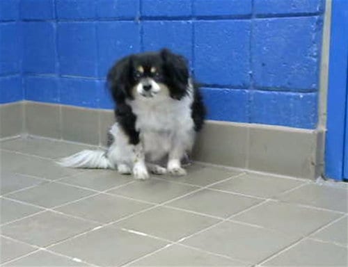 Photo of Oreo, adoptable senior Cavalier King Charles Spaniel in Albuquerque, New Mexico