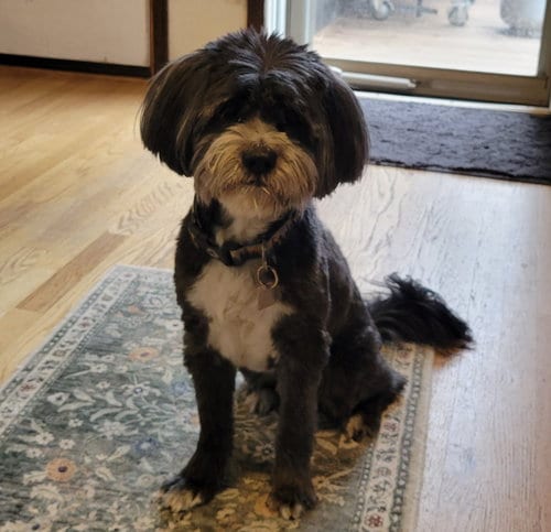 Photo of Reggie, adoptable senior Tibetan Terrier in Evergreen, Colorado