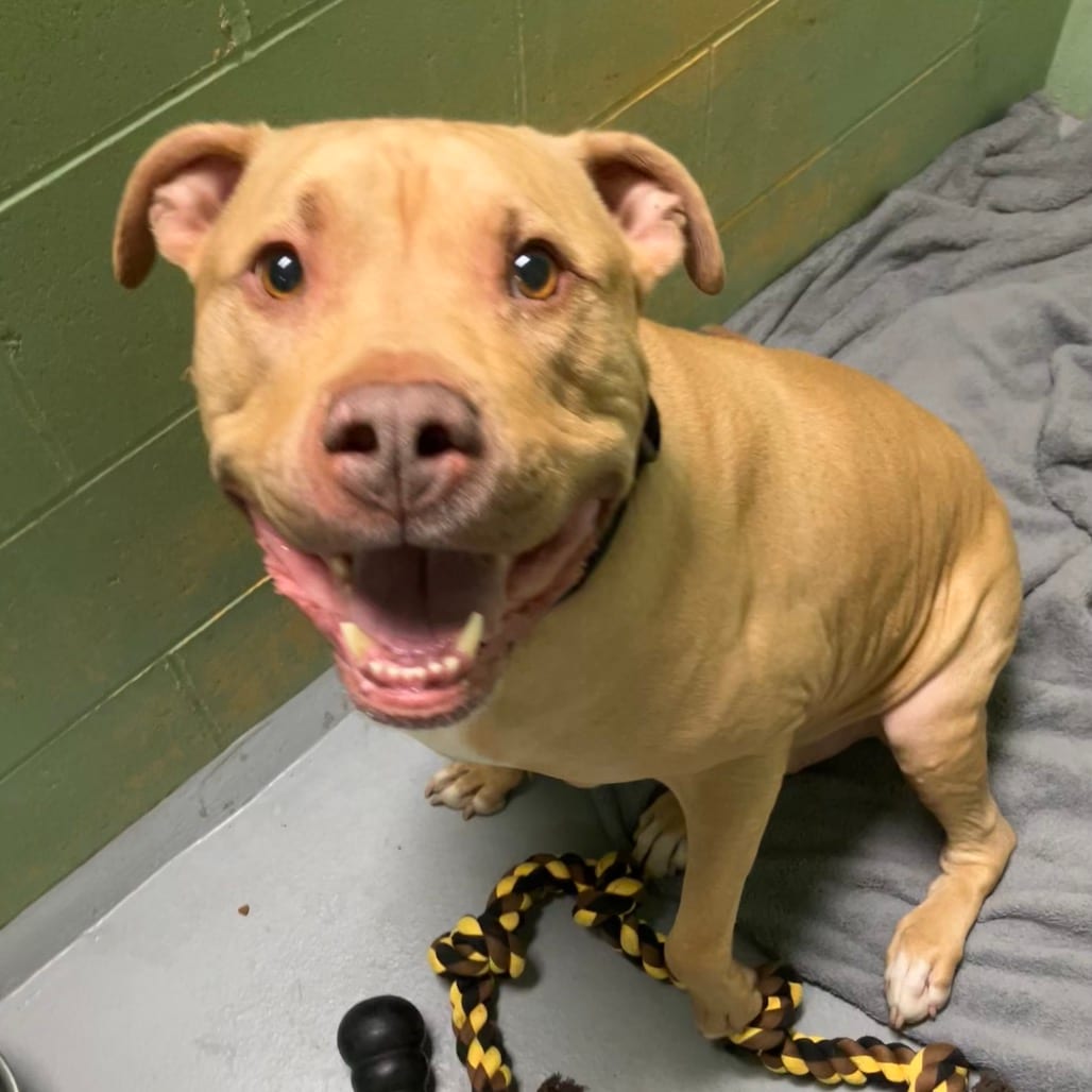 Photo of Mr., adoptable senior Mixed Breed (Large) in DeKalb, Illinois