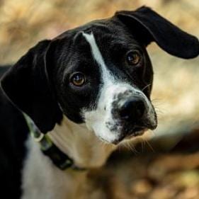 Photo of Dave, adoptable senior Hound / Mix in Decatur, Georgia