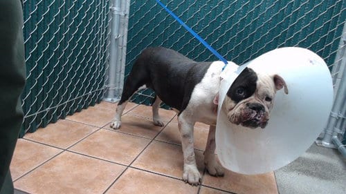 Photo of Joy, adoptable senior Pit Bull Terrier in Downey, California