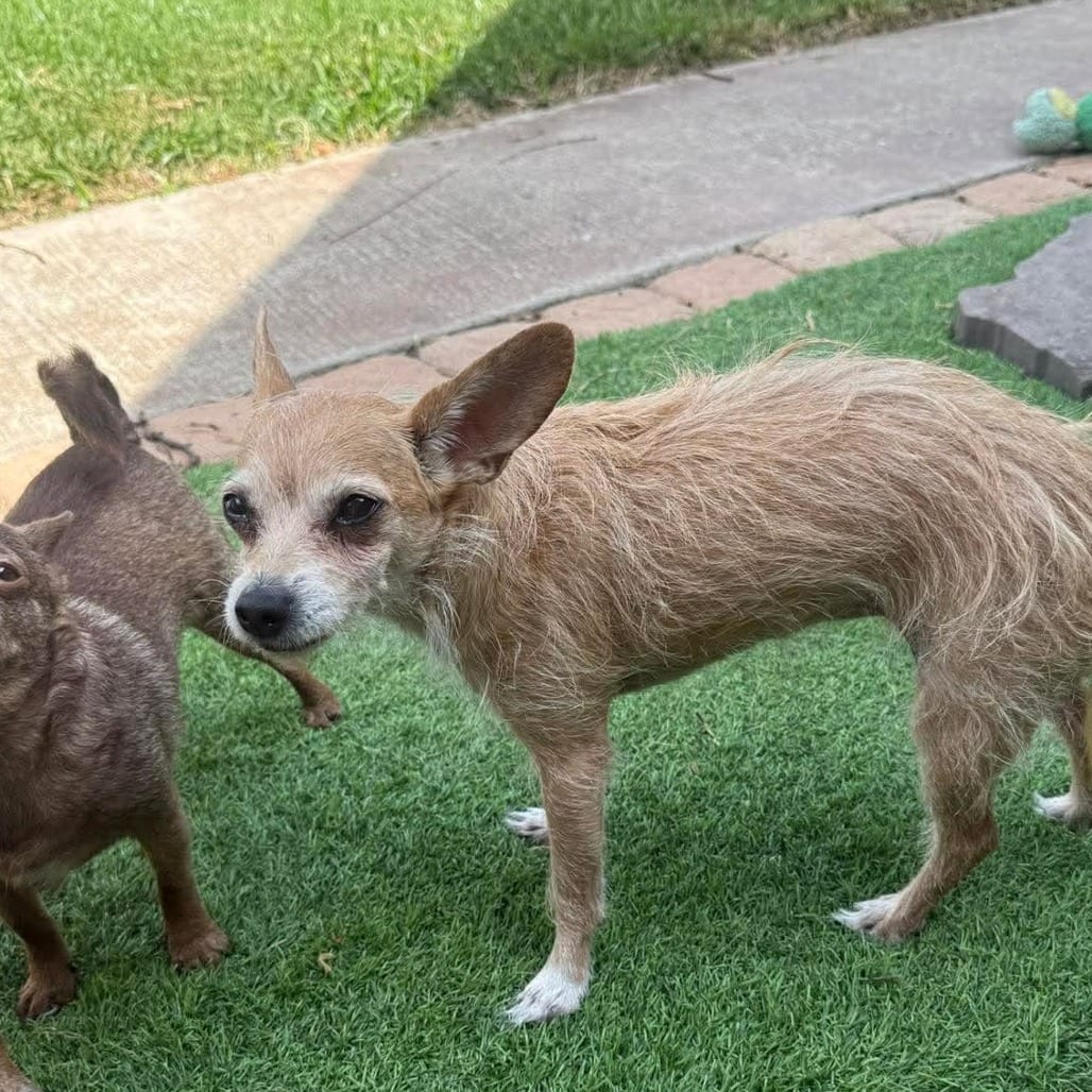 Photo of Jewel D12149, adoptable senior Terrier, Border / Chihuahua in Princeton area, Minnesota