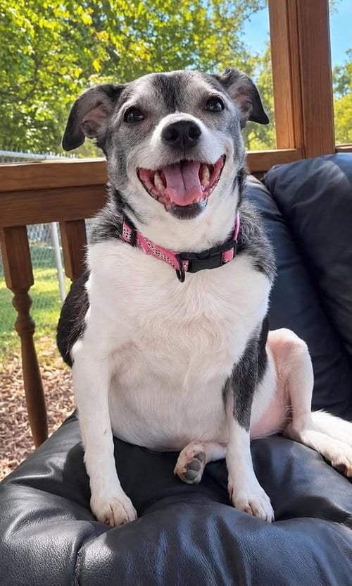 Photo of Lucy Mae, adoptable senior Jack Russell Terrier in Martinsburg, West Virginia
