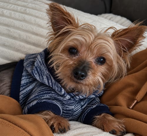 Photo of Reggie, adoptable senior Yorkshire Terrier Yorkie in Mooresville, North Carolina