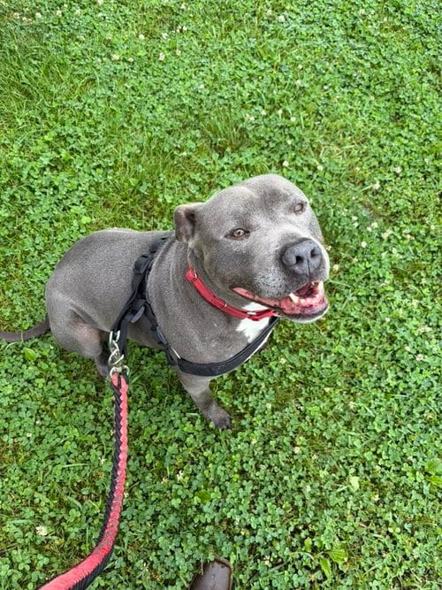 Photo of Bluey (8yo, 69lbs), adoptable senior Pit Bull Terrier in Hinton, West Virginia