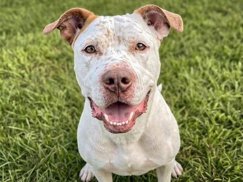 Photo of Tommie, adoptable senior Pit Bull Terrier in San Pedro, California