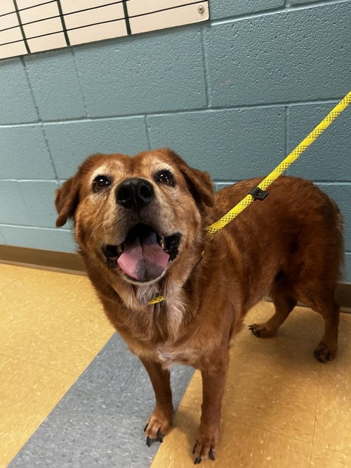 Photo of Sadie, adoptable senior Golden Retriever in Little Elm, Texas