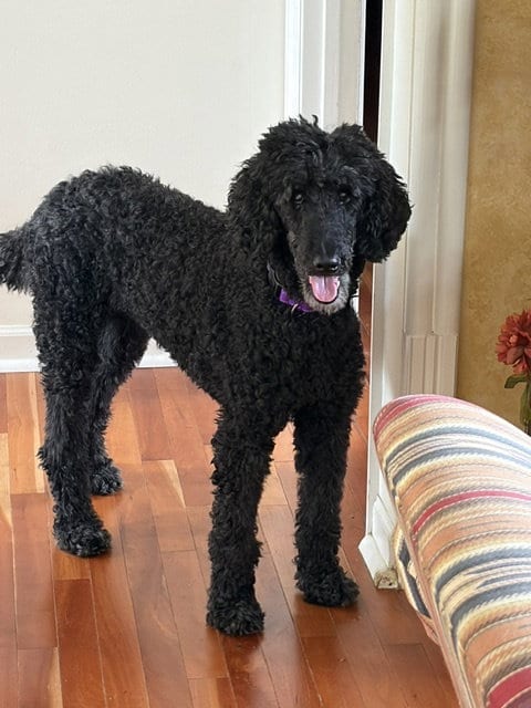 Photo of Maggie, adoptable senior Poodle (Standard) in Normal, Illinois