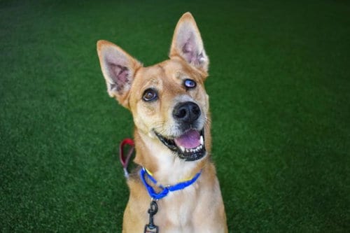 Photo of King, adoptable senior German Shepherd Dog in West Palm Beach, Florida