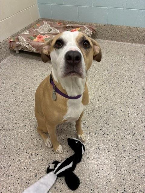 Photo of Brodie, adoptable senior Pit Bull Terrier in Brighton, Colorado