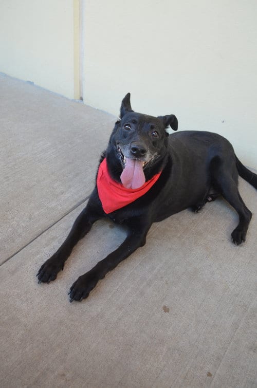 Photo of Bee, adoptable senior Labrador Retriever in McKinney, Texas
