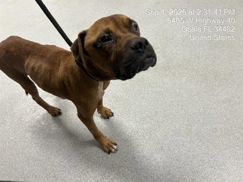 Photo of Bartholomew, adoptable senior Boxer in Ocala, Florida