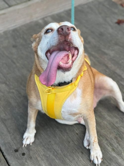 Photo of Lorelai Daisy, adoptable senior Retriever in Holly Springs, North Carolina