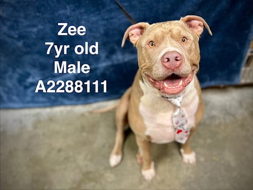 Photo of Z, adoptable senior Pit Bull Terrier in Chatsworth, California