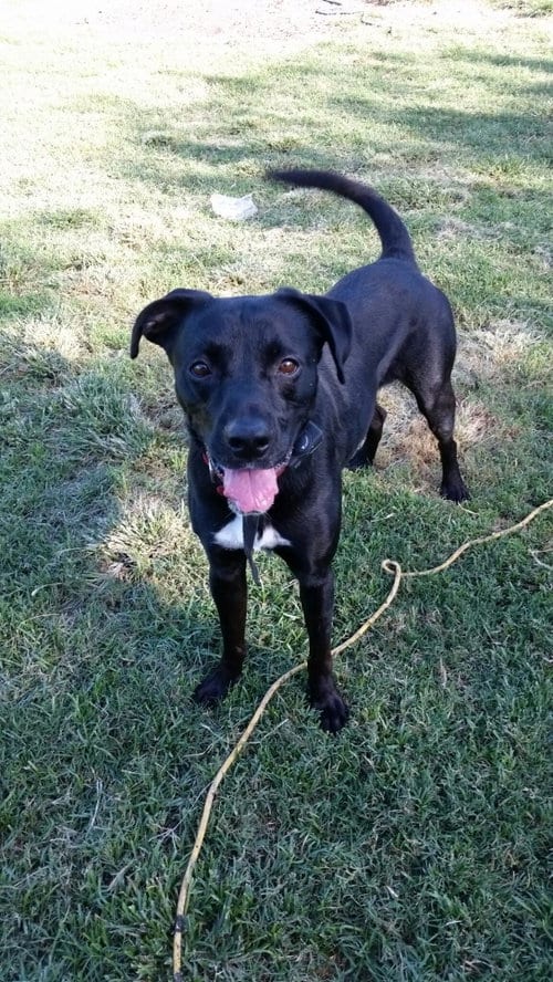 Jeter, adoptable senior Labrador Retriever in Pipe Creek, TX