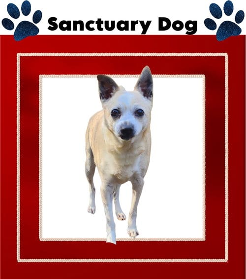 Photo of Jack Jolly, adoptable senior Jack Russell Terrier in Cuba, New York