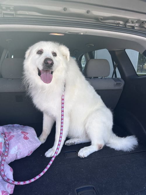 Photo of Dakota/Kota, adoptable senior Great Pyrenees in Bountiful, Utah