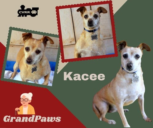 Photo of Kacee (GrandPaws), adoptable senior Chihuahua in Lindsay, California