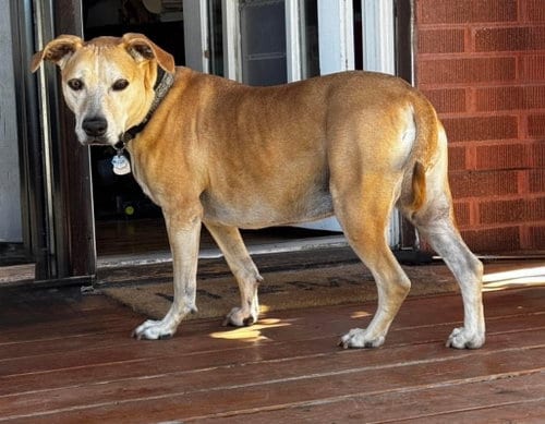 Dreamy, adoptable senior Labrador Retriever in Sandy, UT
