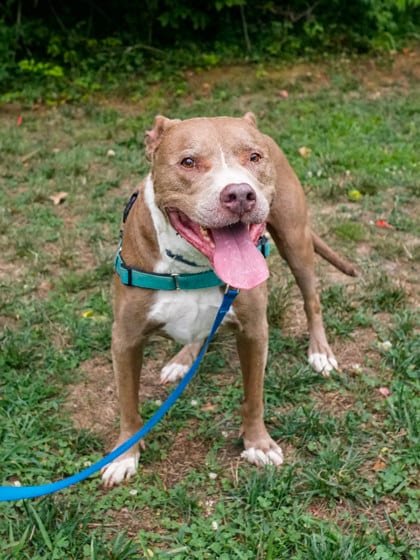 Photo of Deuce, adoptable senior Terrier, American Pit Bull/Mix in Annapolis, Maryland