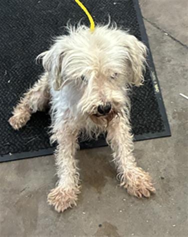 Photo of BJ, adoptable senior Mixed Breed