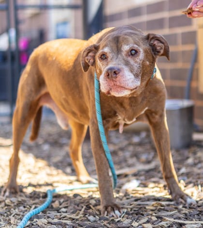 Photo of Cavalli, adoptable senior dog in Chamblee, Georgia