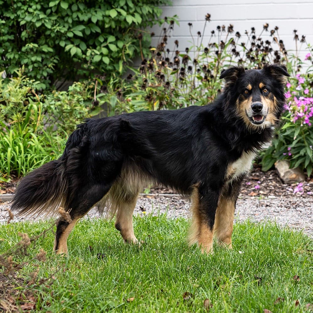 Photo of Lennox, adoptable senior Bernese Mountain Dog / Shepherd, German in Council Bluffs, Iowa