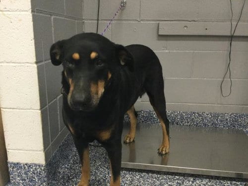 Photo of Rocket, adoptable senior Doberman Pinscher in Thousand Palms, California