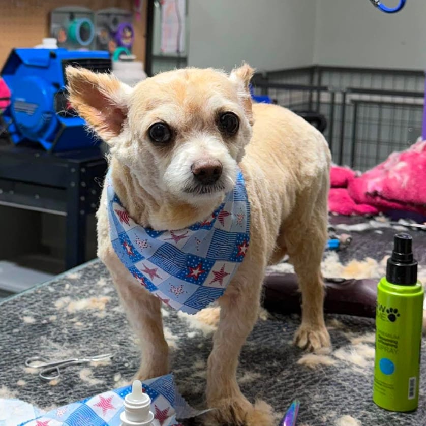 Photo of Daryl, adoptable senior Mixed Breed (Small) in Maryland, Maryland