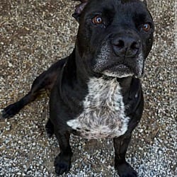 Photo of Drako, adoptable senior Pit Bull Terrier in Baton Rouge, Louisiana