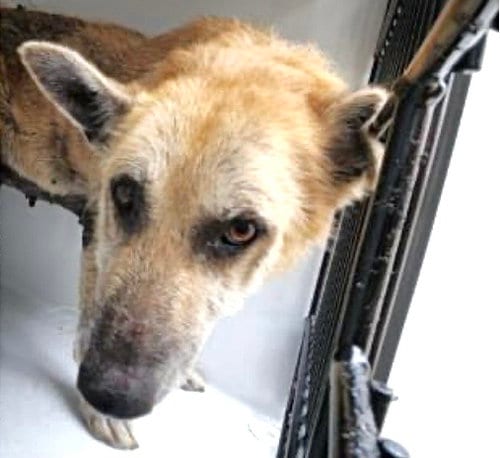 Photo of Ruthie, adoptable senior German Shepherd Dog in Houston, Texas
