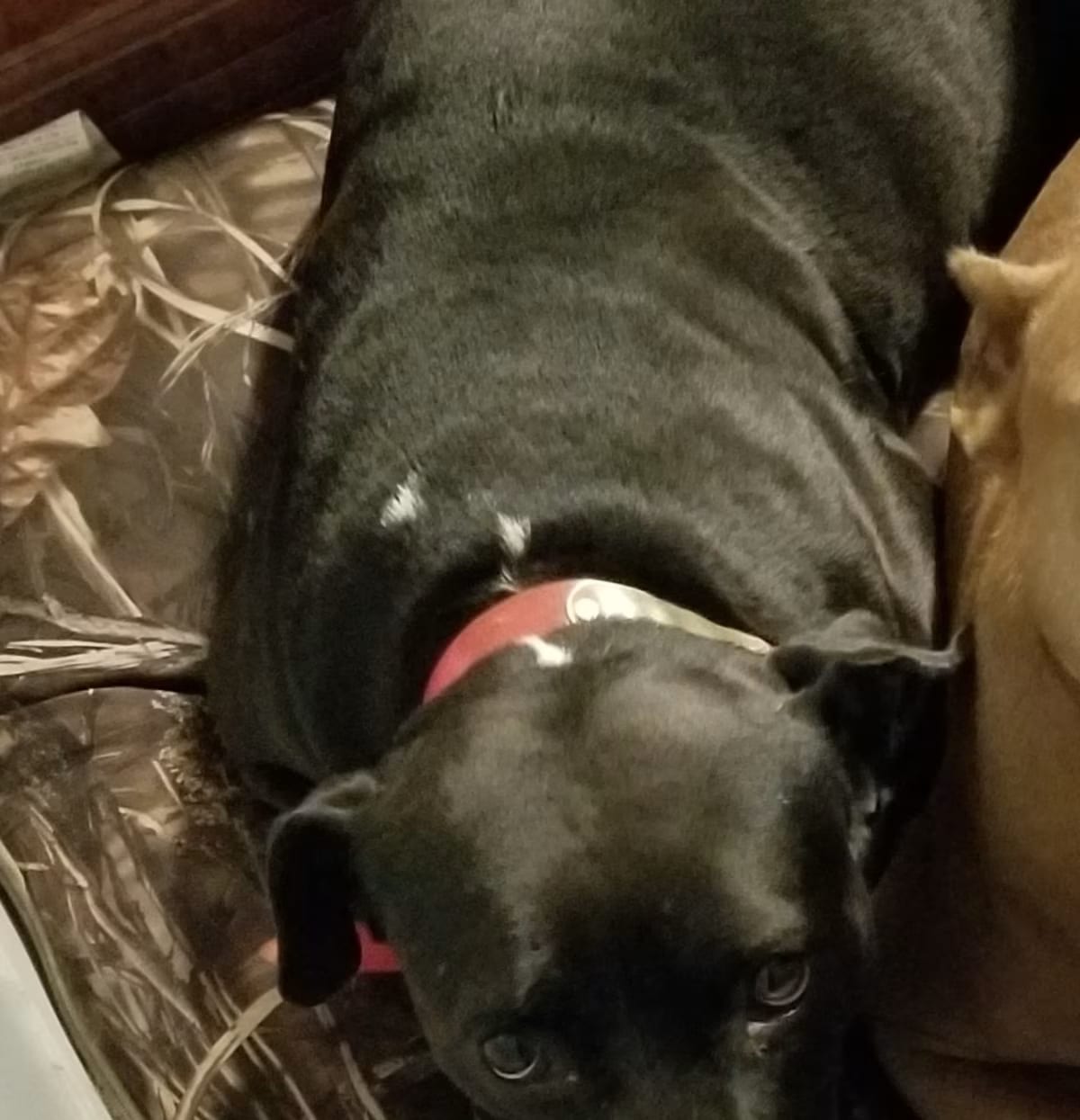 Photo of Shiloh, adoptable senior Pit Bull Terrier Boxer in Bolivia, North Carolina