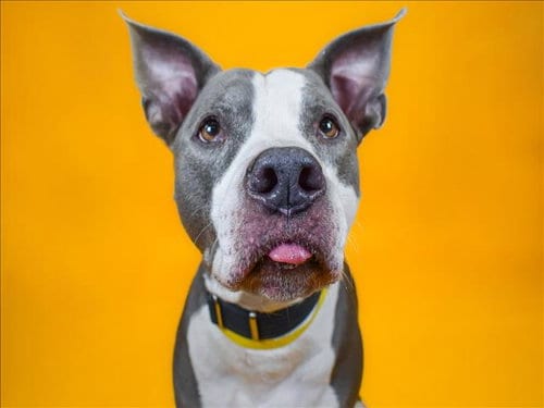 Photo of Zeus, adoptable senior American Bulldog in West Palm Beach, Florida