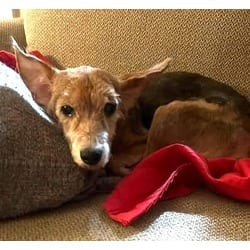 Photo of Bobo, adoptable senior Terrier (Unknown Type, Medium) Yorkie, Yorkshire Terrier in Irmo, South Carolina