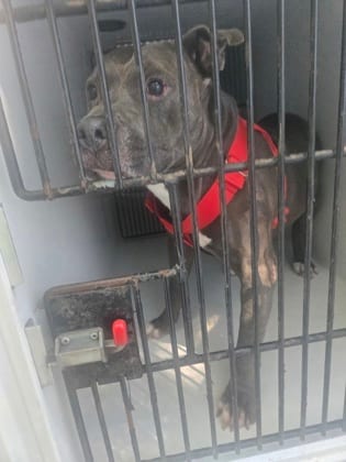 Photo of Bonjour Bobby, adoptable senior dog in Atlanta, Georgia
