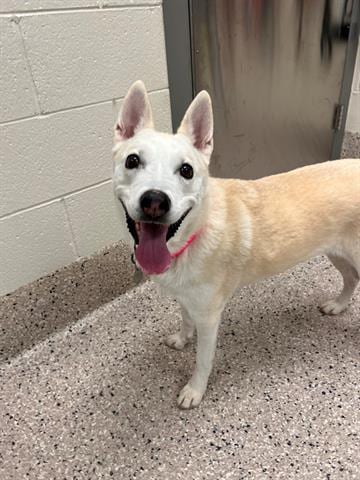 Photo of Estrella, adoptable senior Siberian Husky in Brighton, Colorado