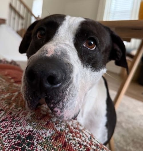 Photo of Martha Stu, adoptable senior Unknown breed in Shelburne, Vermont